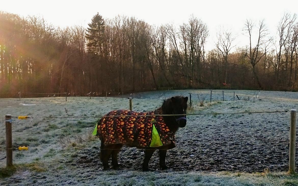 Shetlænder Vadehavets Hacker billede 18