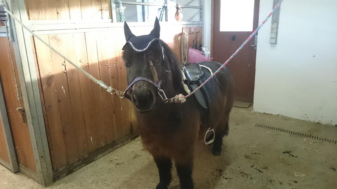 Shetlænder Vadehavets Hacker billede 19