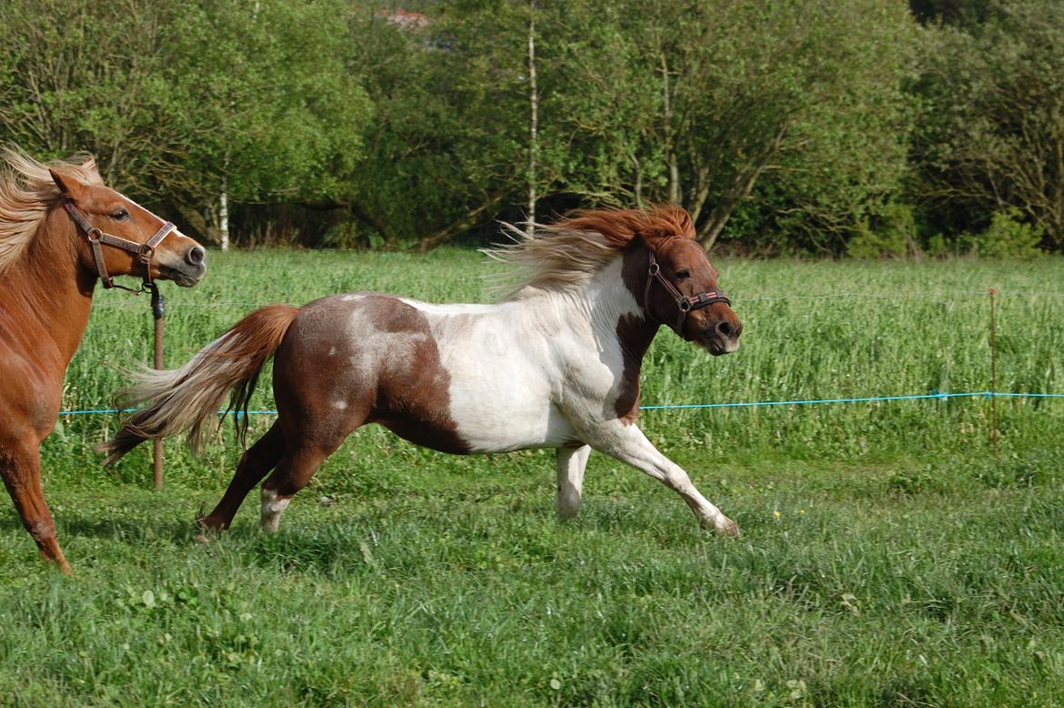 Anden særlig race Lucky Surprice billede 1