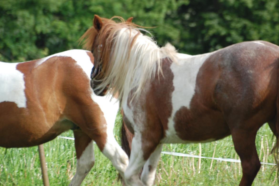 Anden særlig race Lucky Surprice billede 3
