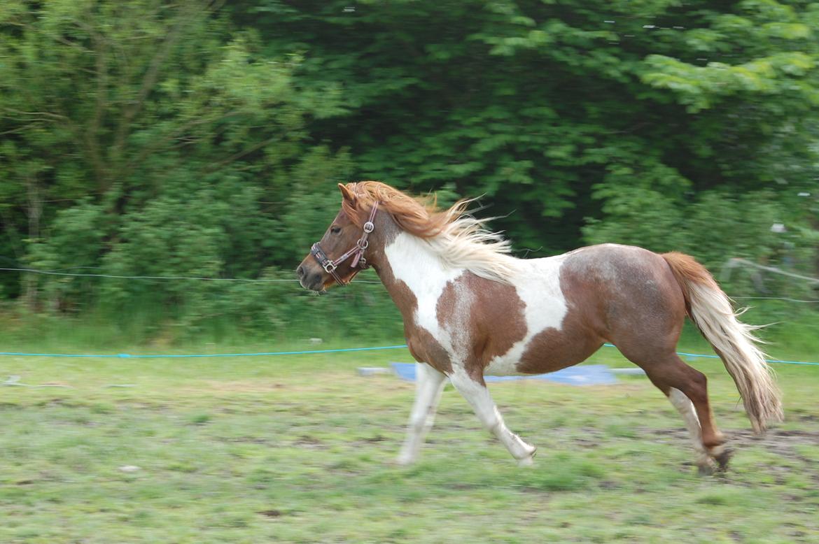 Anden særlig race Lucky Surprice billede 2