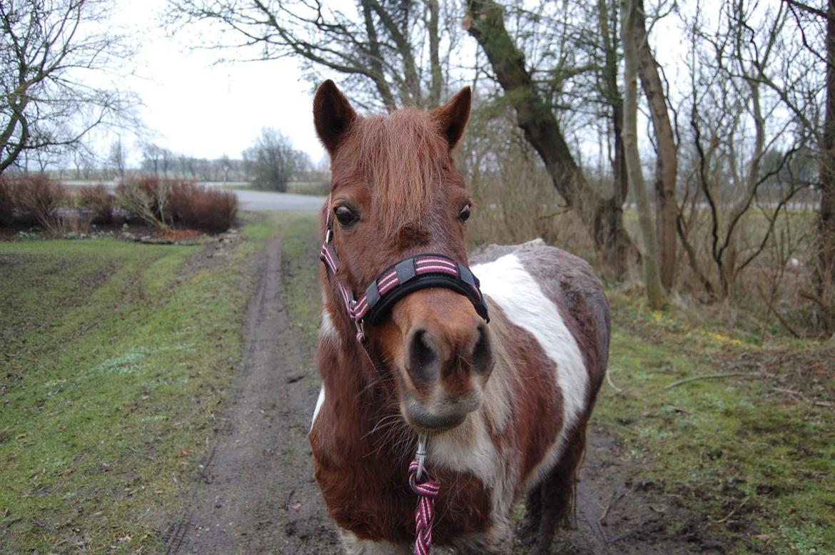 Anden særlig race Lucky Surprice billede 8
