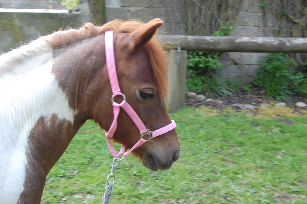 Anden særlig race Lucky Surprice billede 4