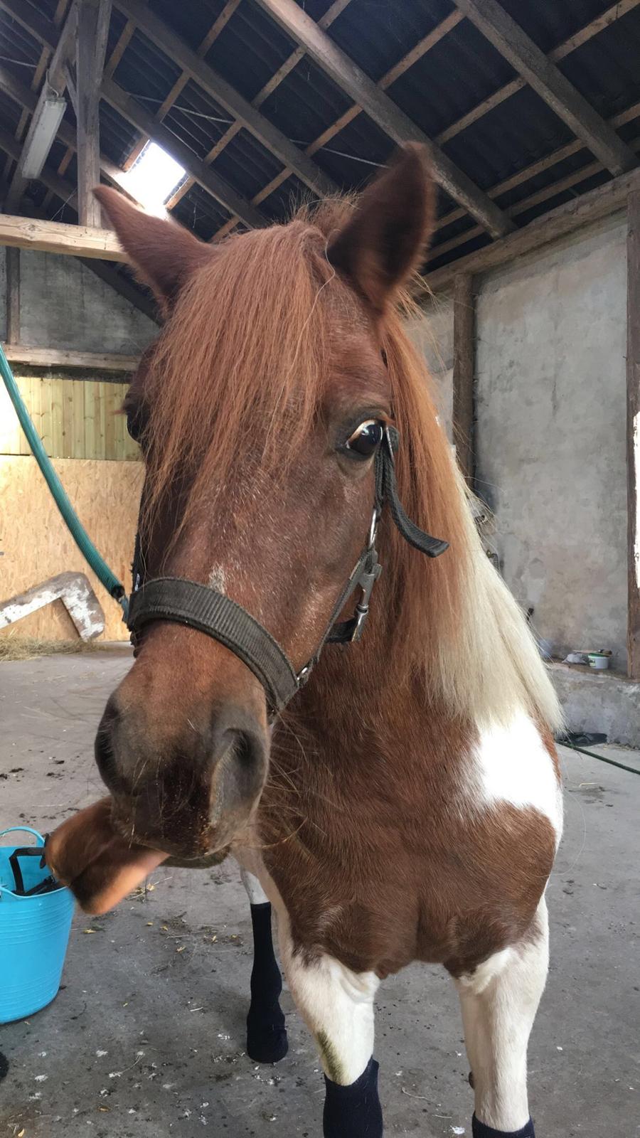 Anden særlig race Lucky Surprice billede 10