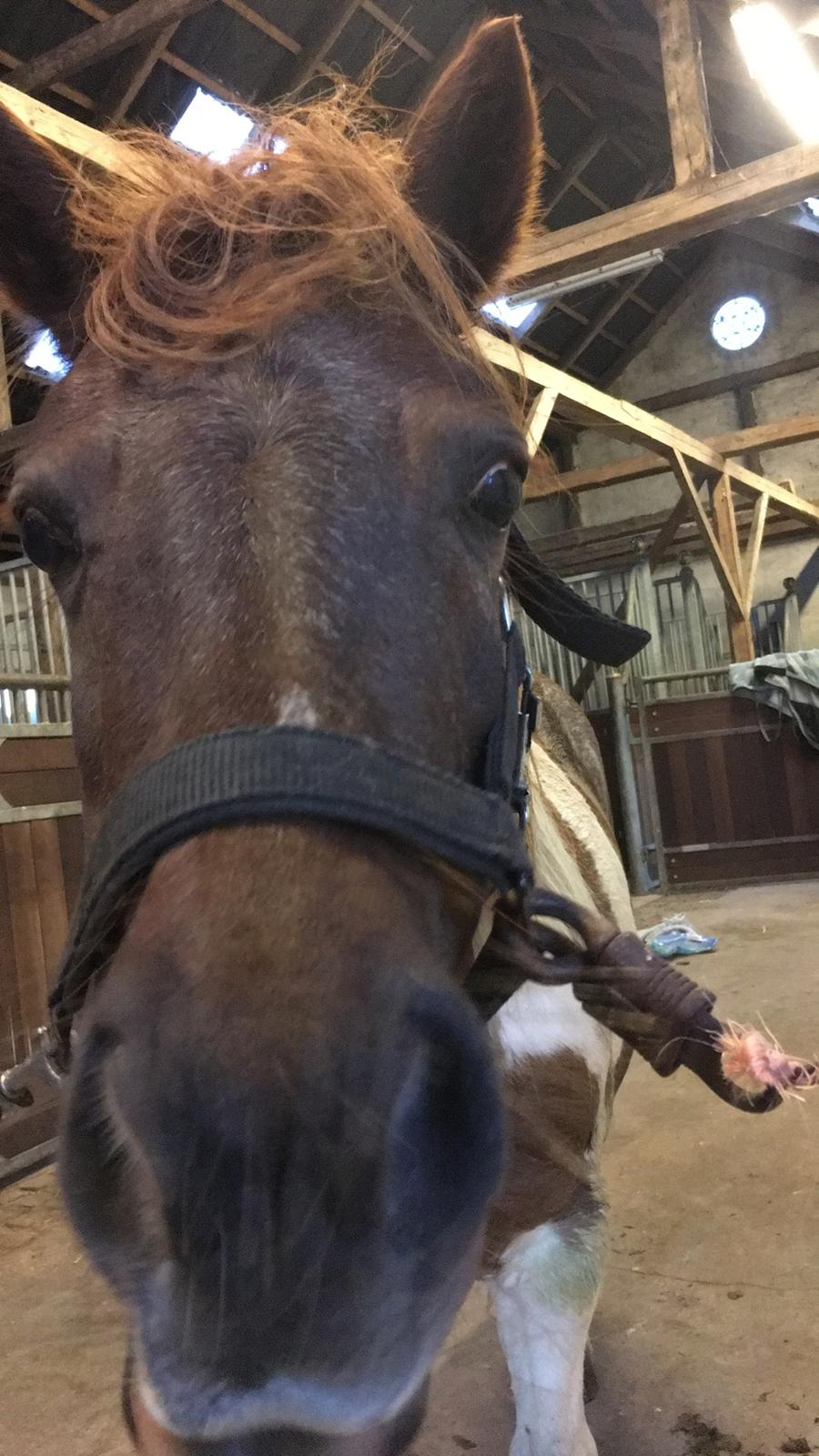 Anden særlig race Lucky Surprice billede 11