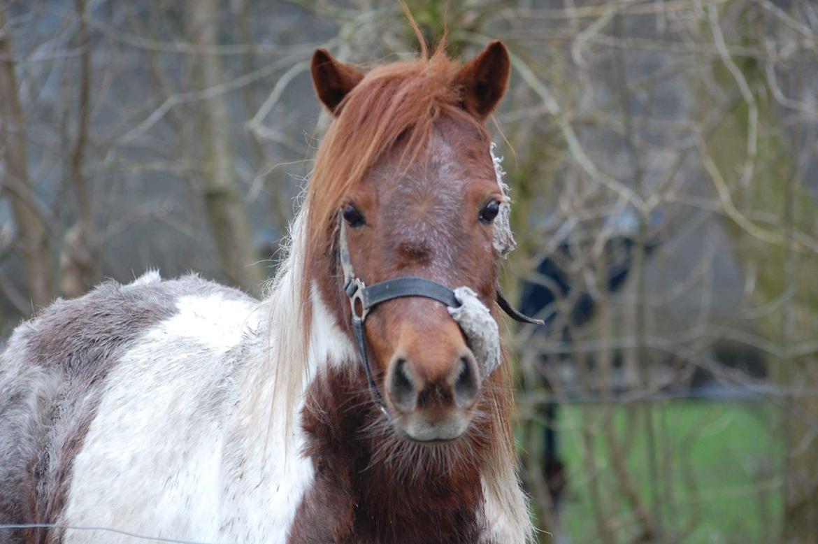 Anden særlig race Lucky Surprice billede 9
