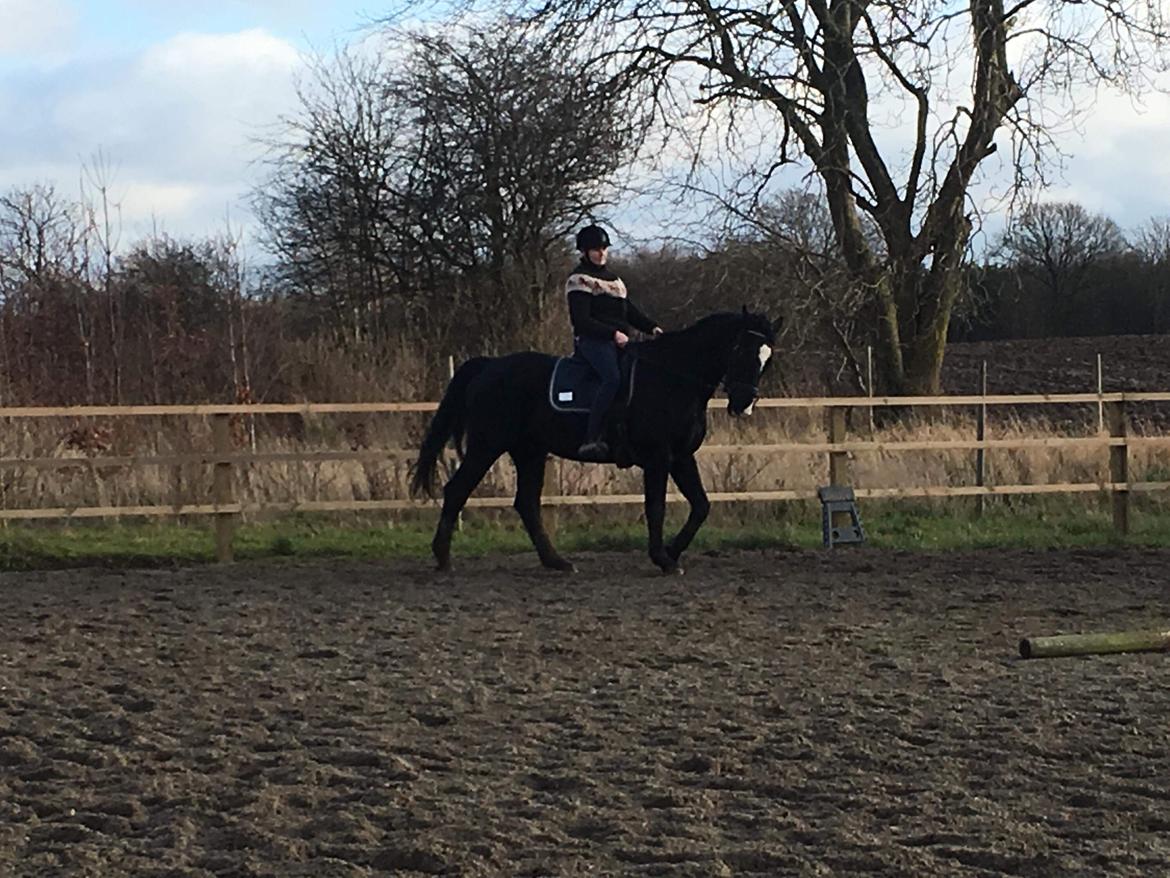 Oldenborg Bahiea's Sako billede 11