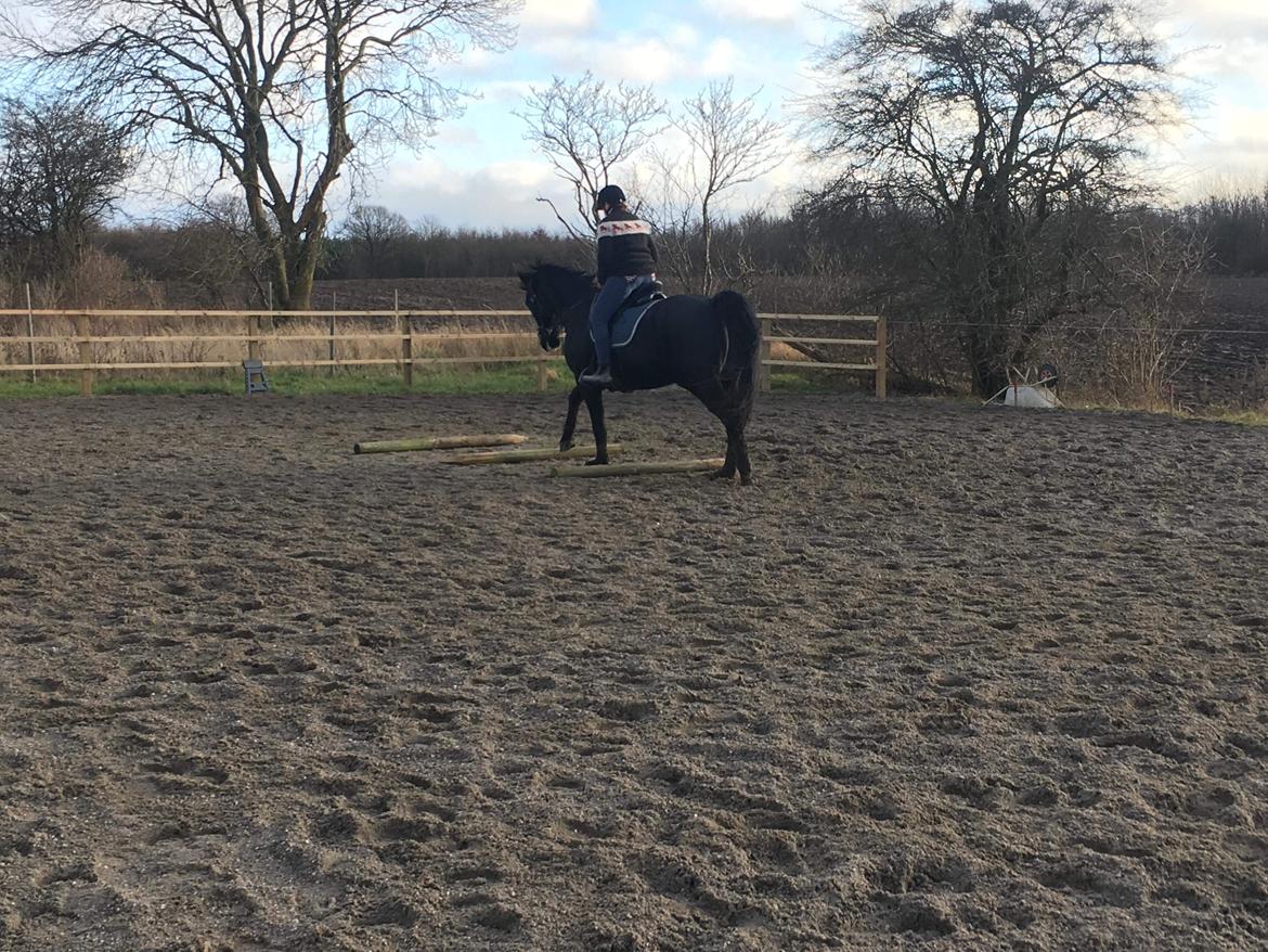 Oldenborg Bahiea's Sako billede 12