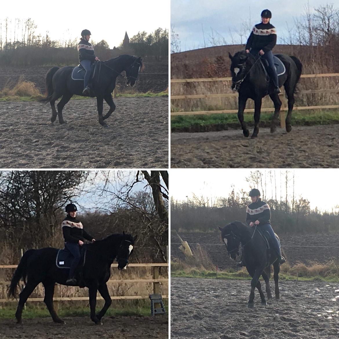 Oldenborg Bahiea's Sako billede 13