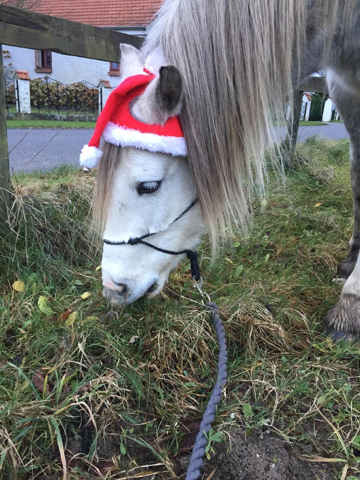 Anden særlig race Baldur billede 15
