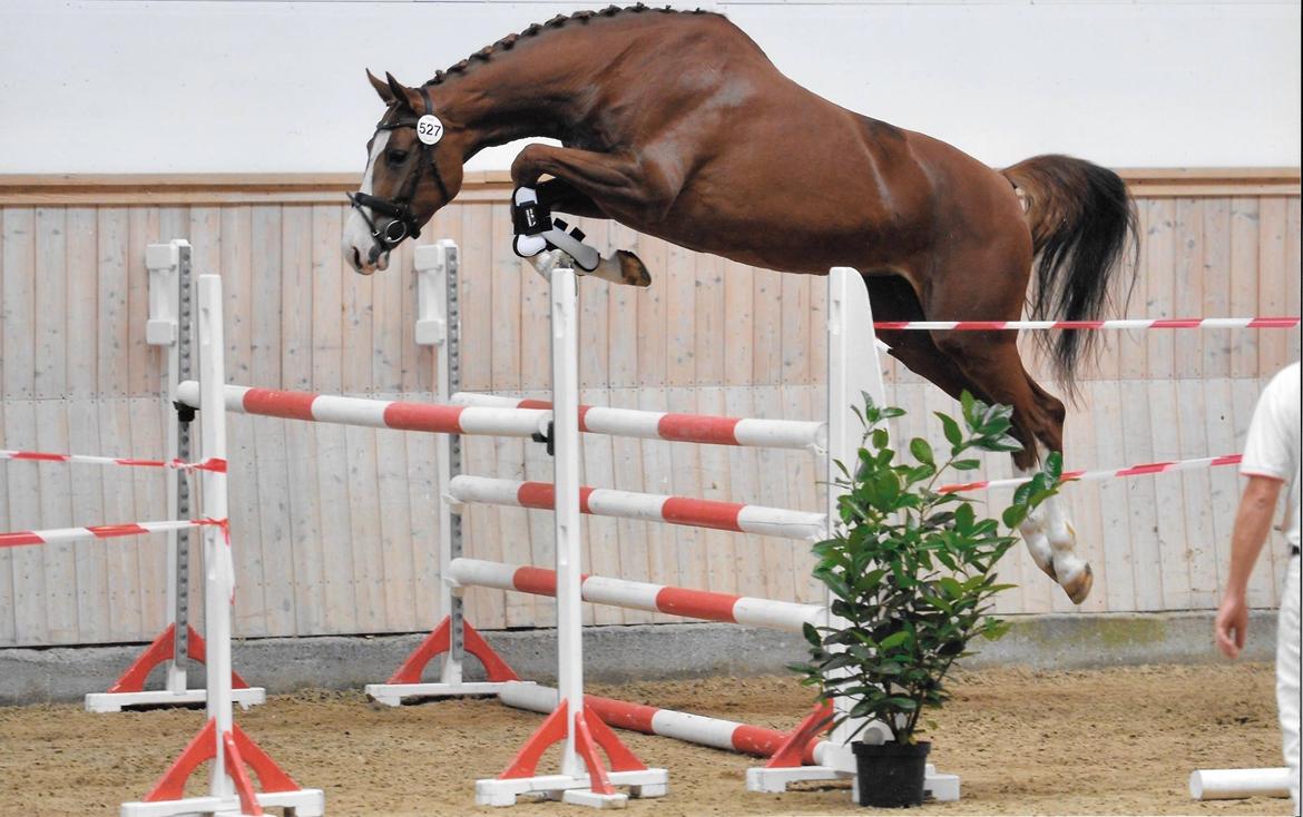 Dansk Varmblod Højvejs Madonna billede 17