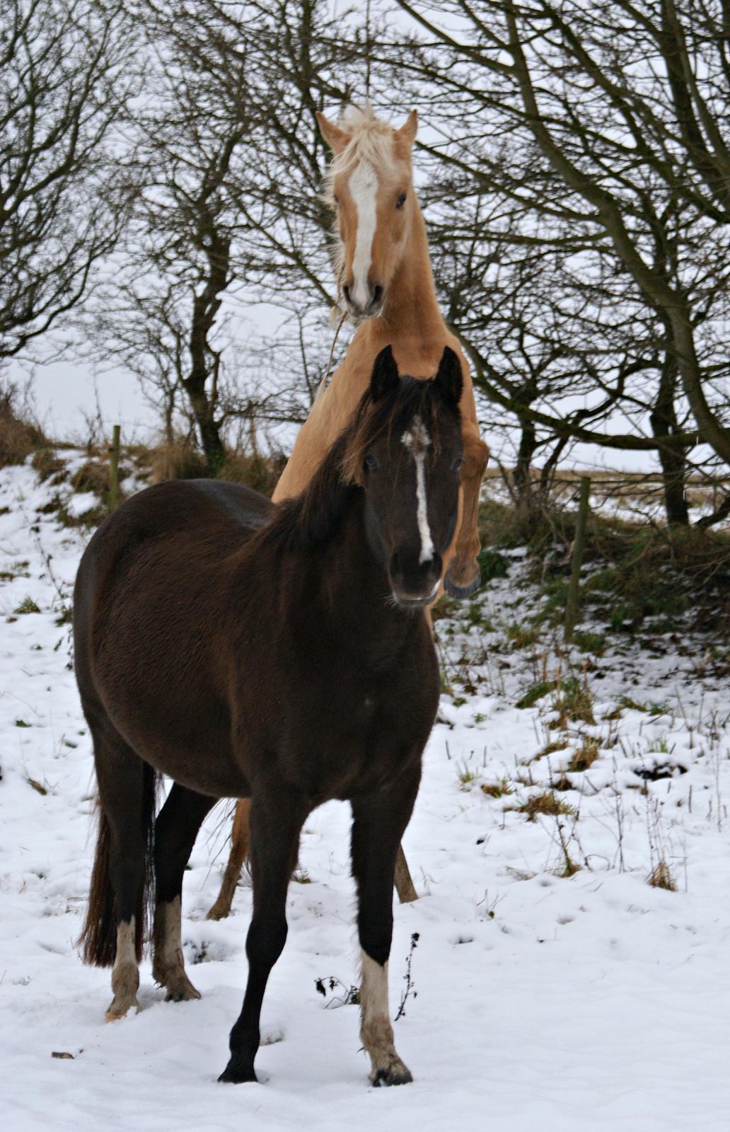 DSP First Petite Nobility billede 30