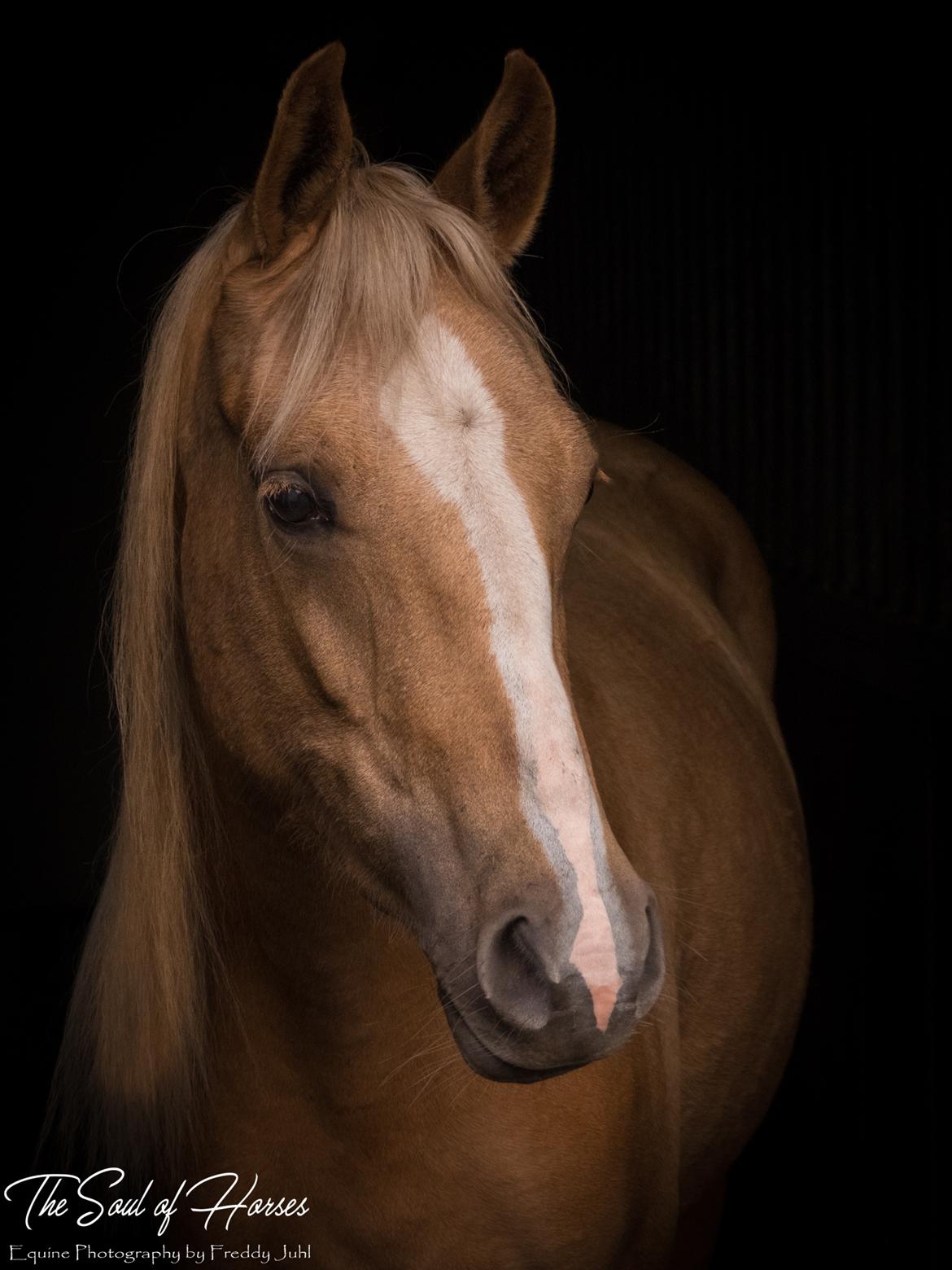 DSP First Petite Nobility billede 4