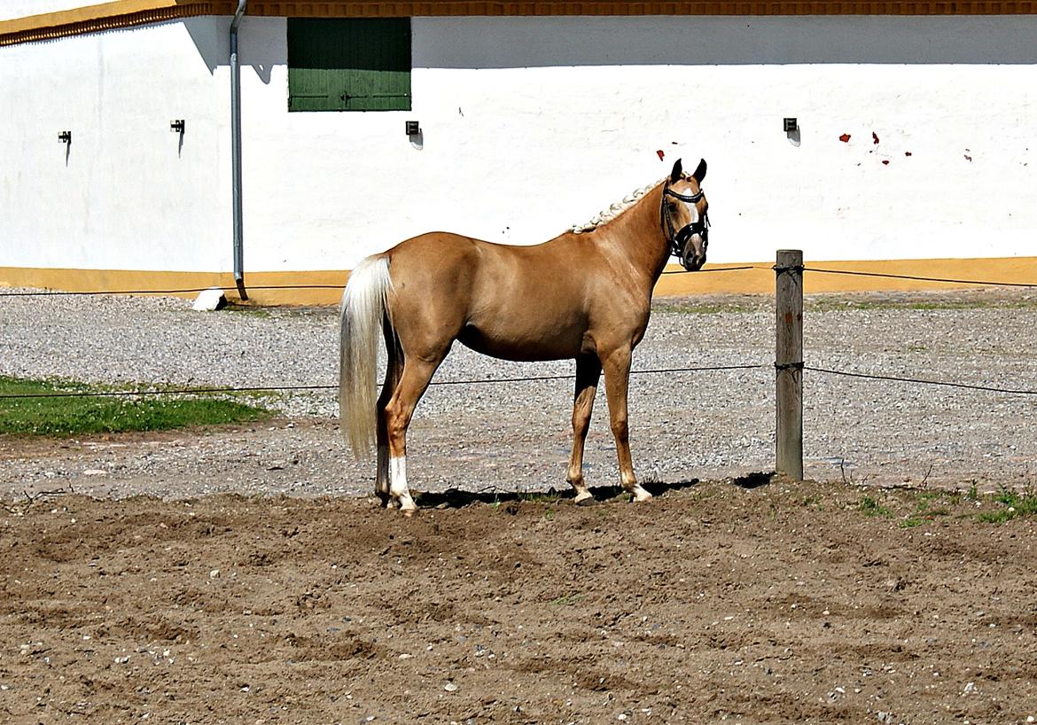 DSP First Petite Nobility billede 45