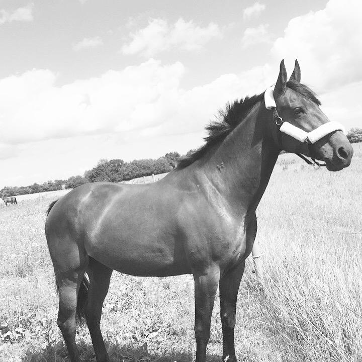 Traver Langesøs Fiona billede 18