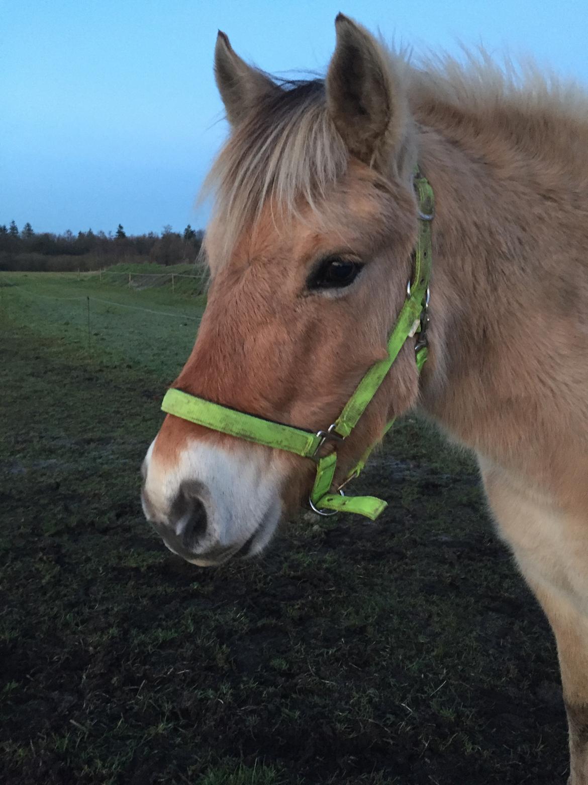 Fjordhest Langthjems Luna billede 30