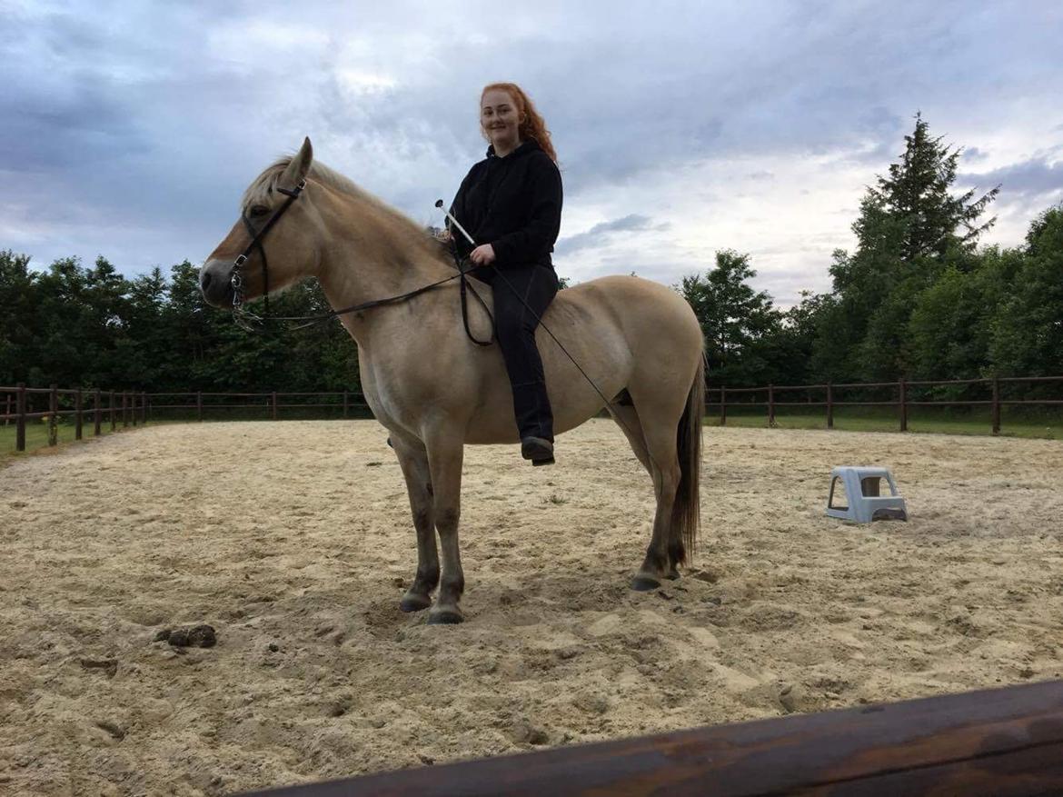 Fjordhest Langthjems Luna billede 39