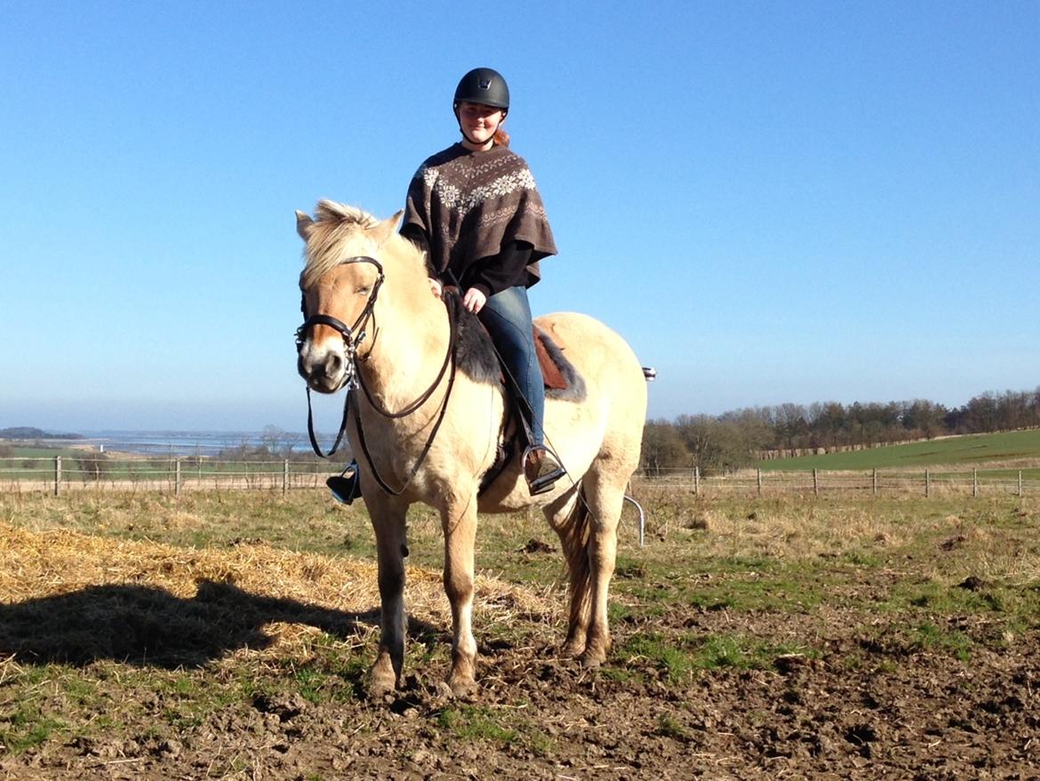 Fjordhest Langthjems Luna billede 42