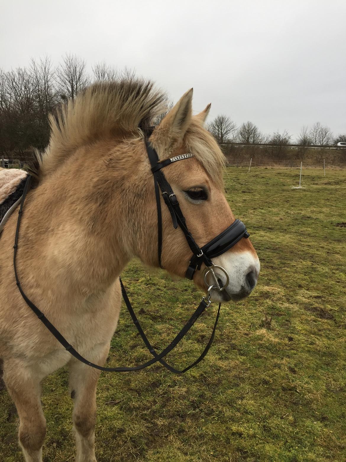 Fjordhest Langthjems Luna billede 43