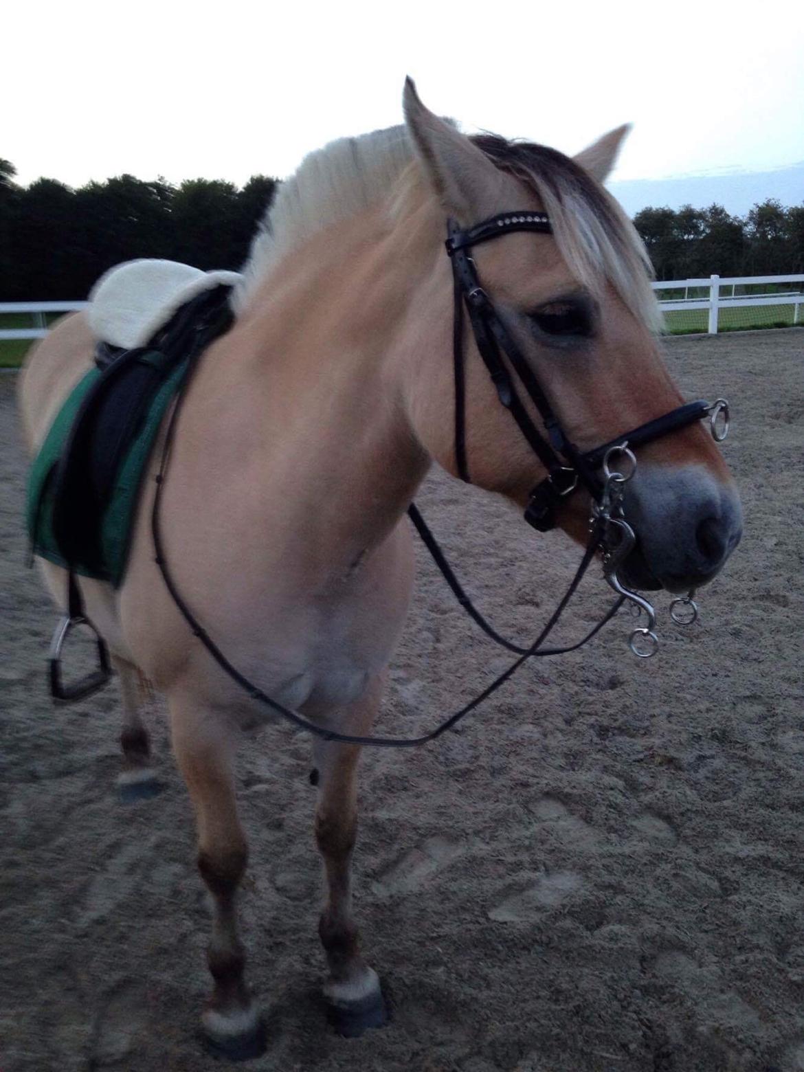 Fjordhest Langthjems Luna billede 46