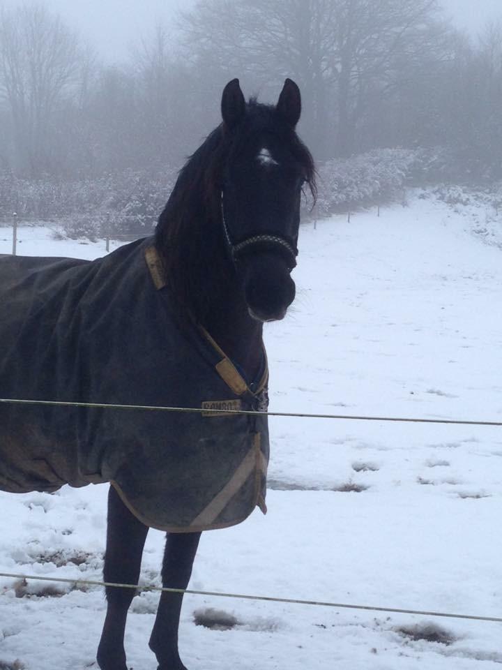 Anden særlig race Rumle billede 6