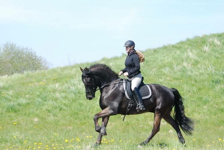 Anden særlig race Rumle billede 2