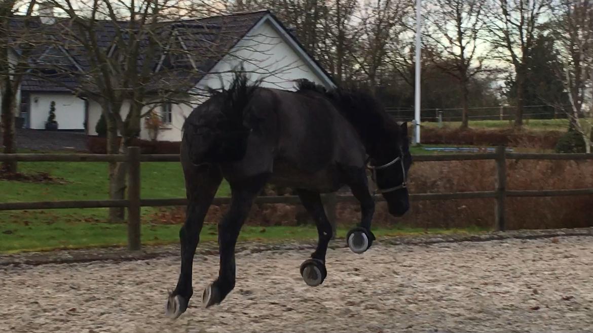 Anden særlig race Rumle billede 10