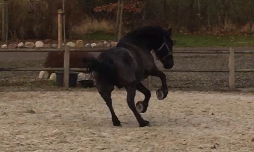 Anden særlig race Rumle billede 11