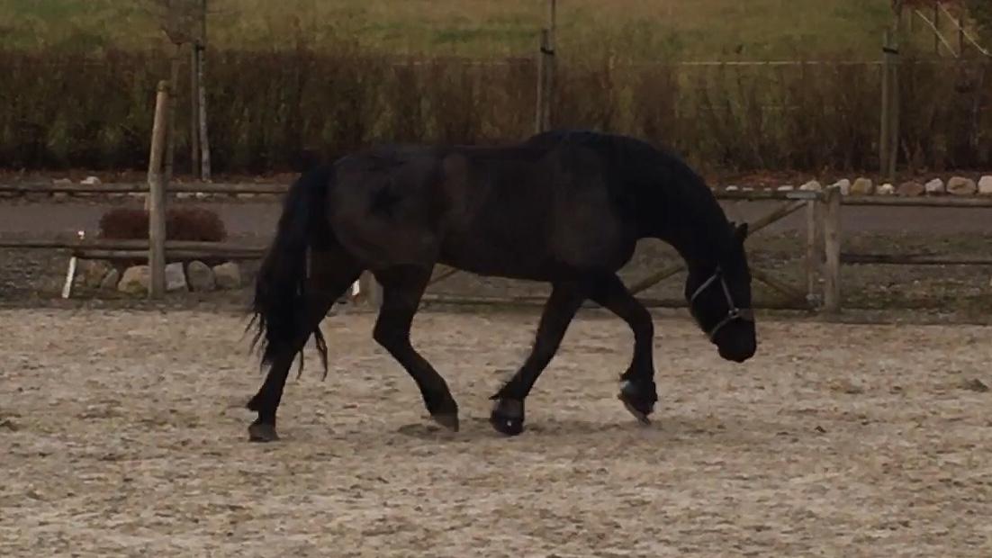 Anden særlig race Rumle billede 13