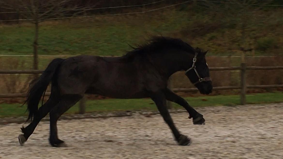 Anden særlig race Rumle billede 14