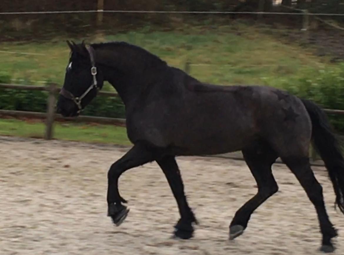 Anden særlig race Rumle billede 15