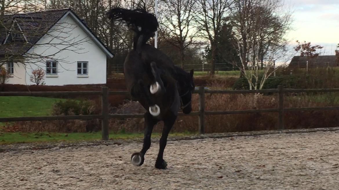 Anden særlig race Rumle billede 12