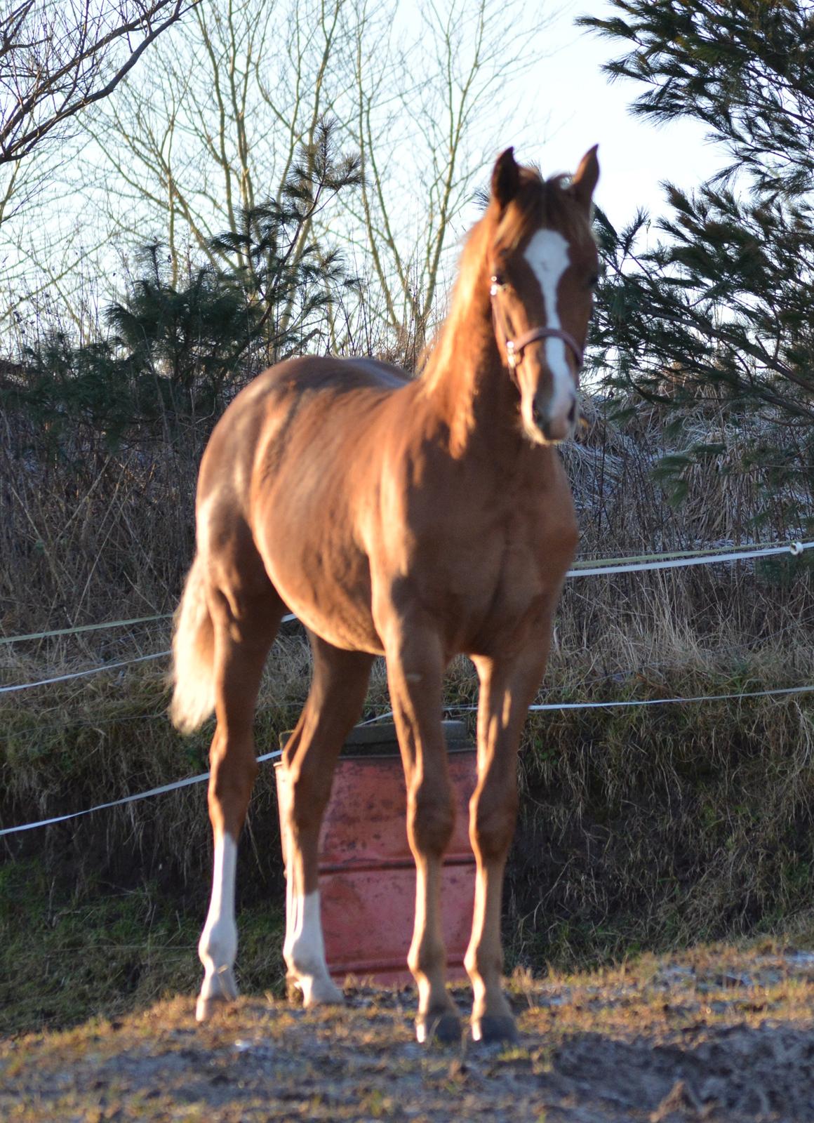 DSP Lykkebo Charmonix billede 27