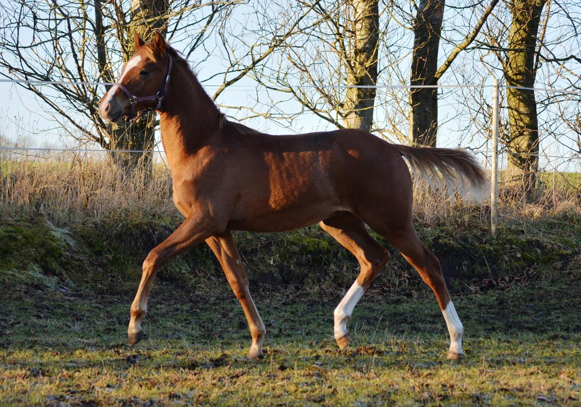 DSP Lykkebo Charmonix billede 28