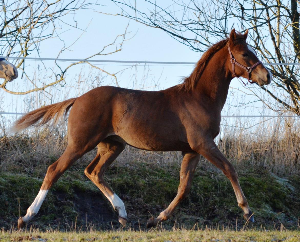 DSP Lykkebo Charmonix billede 29