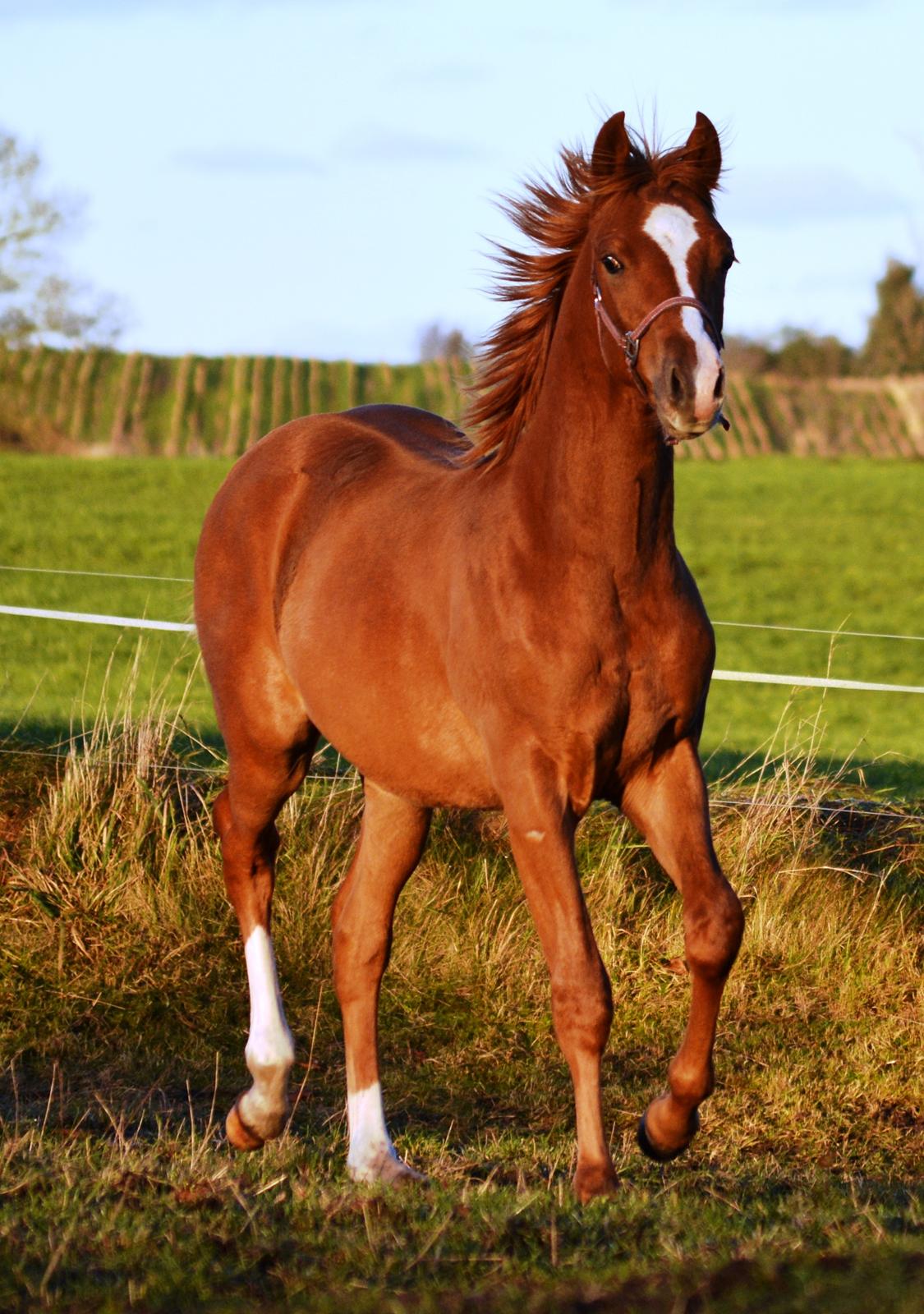 DSP Lykkebo Charmonix billede 30