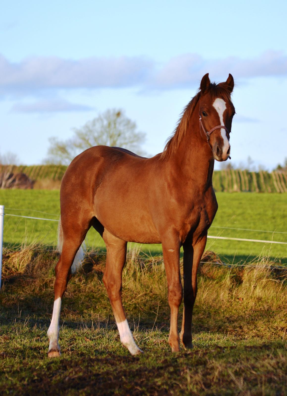 DSP Lykkebo Charmonix billede 31