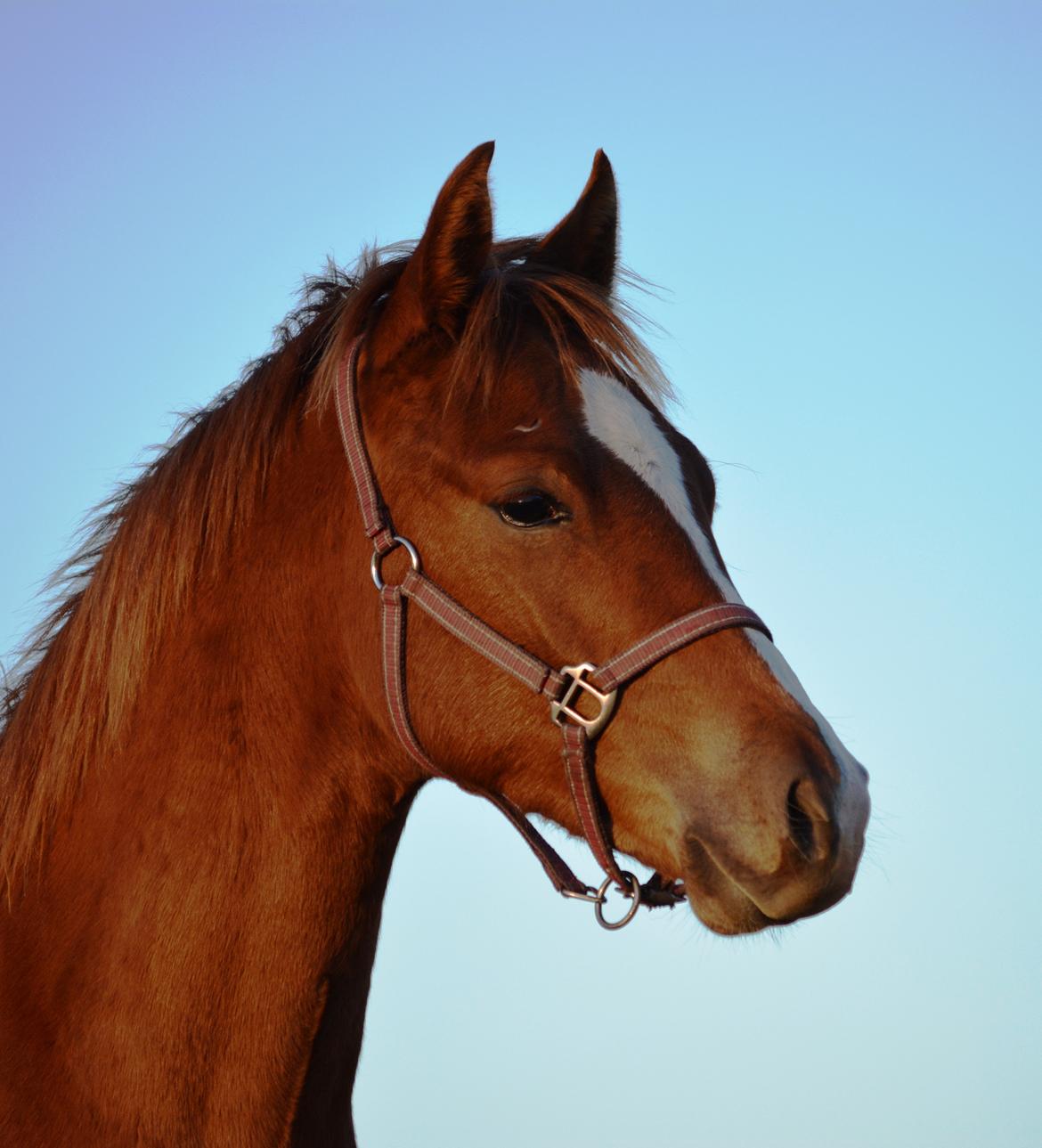 DSP Lykkebo Charmonix billede 32