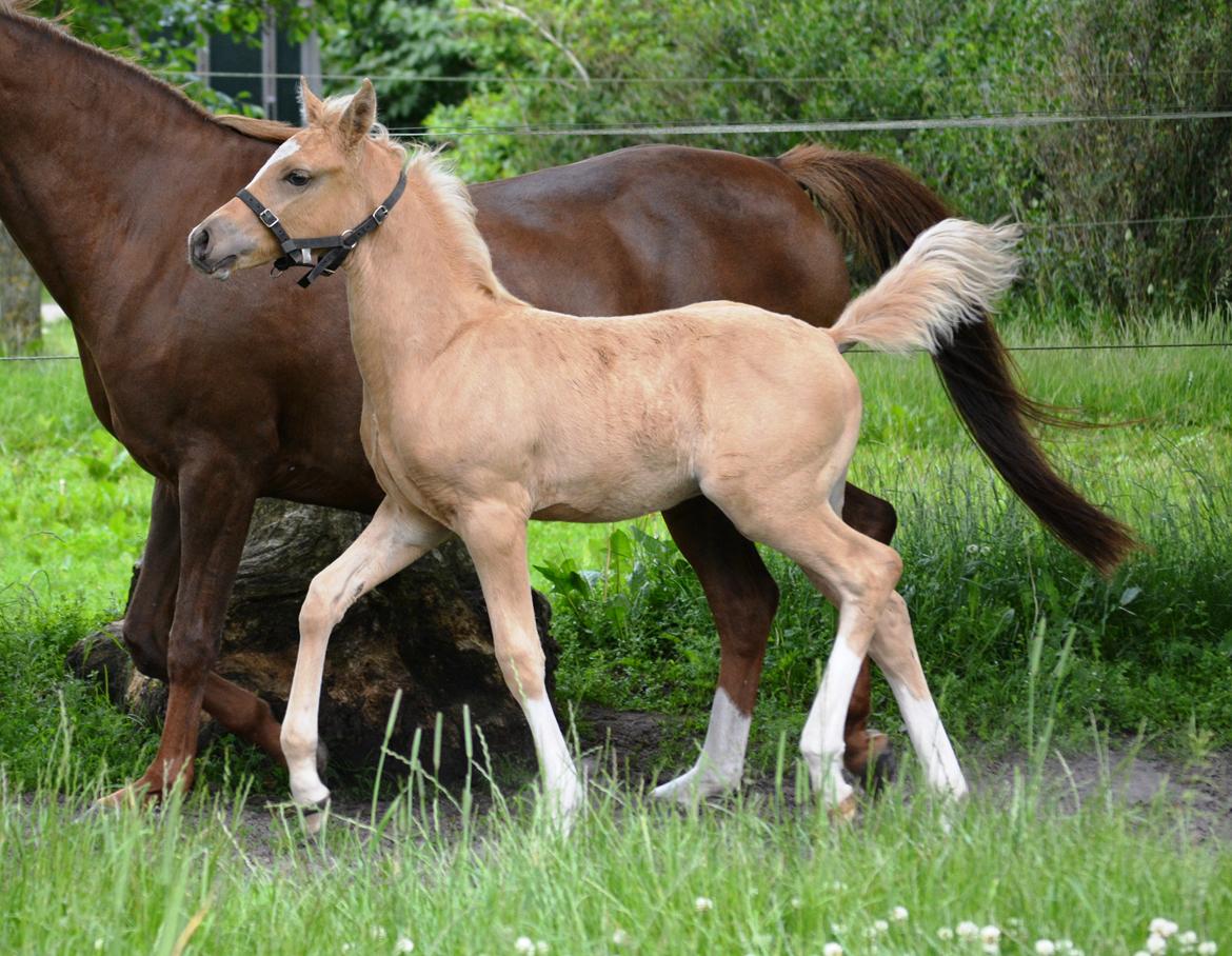 DSP Lykkebo Dirty Dancing billede 16