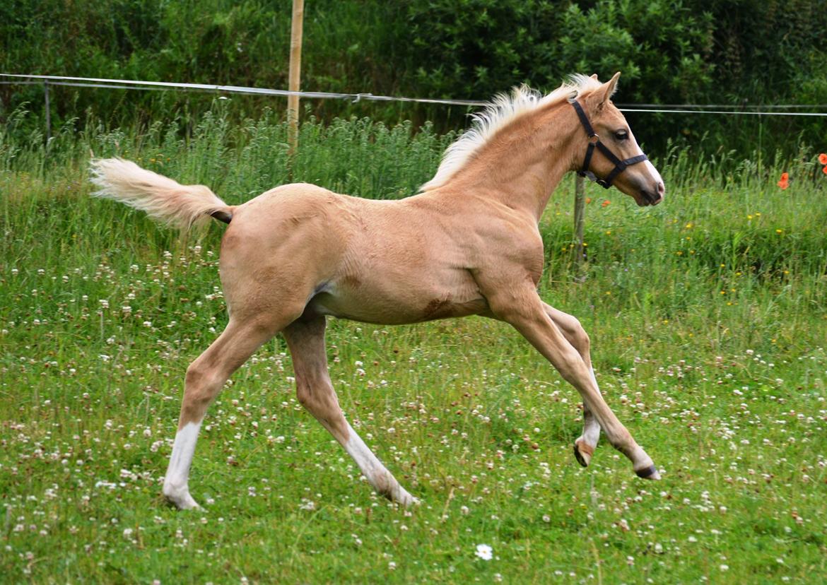 DSP Lykkebo Dirty Dancing billede 17