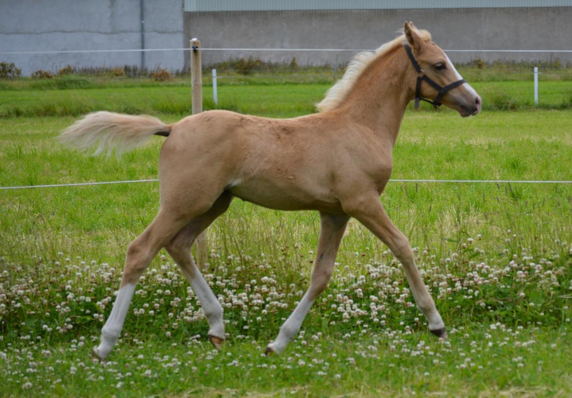 DSP Lykkebo Dirty Dancing billede 18