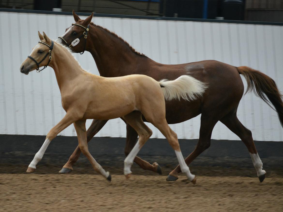 DSP Lykkebo Dirty Dancing billede 20