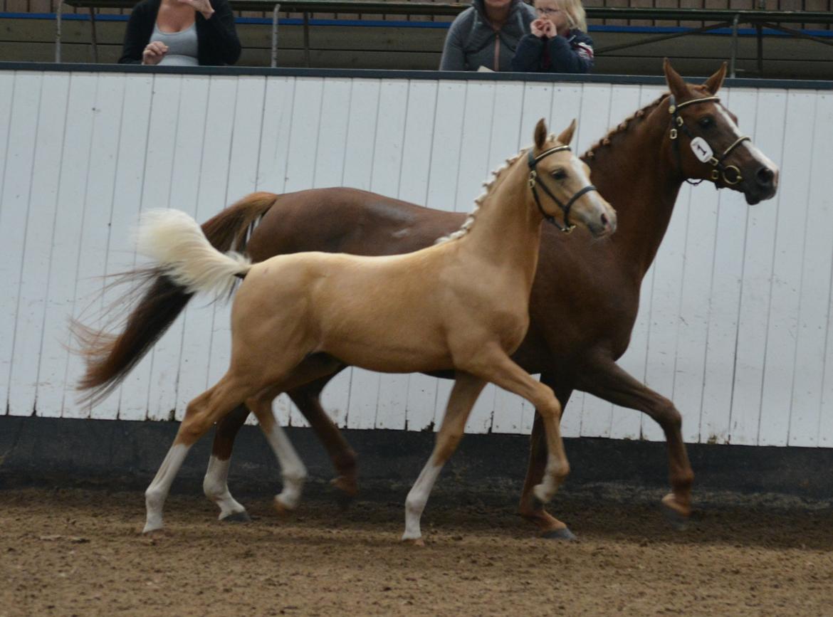 DSP Lykkebo Dirty Dancing billede 21