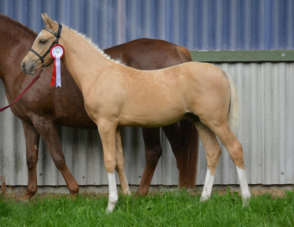 DSP Lykkebo Dirty Dancing billede 22