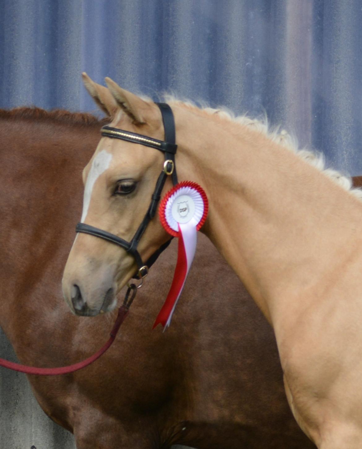 DSP Lykkebo Dirty Dancing billede 23