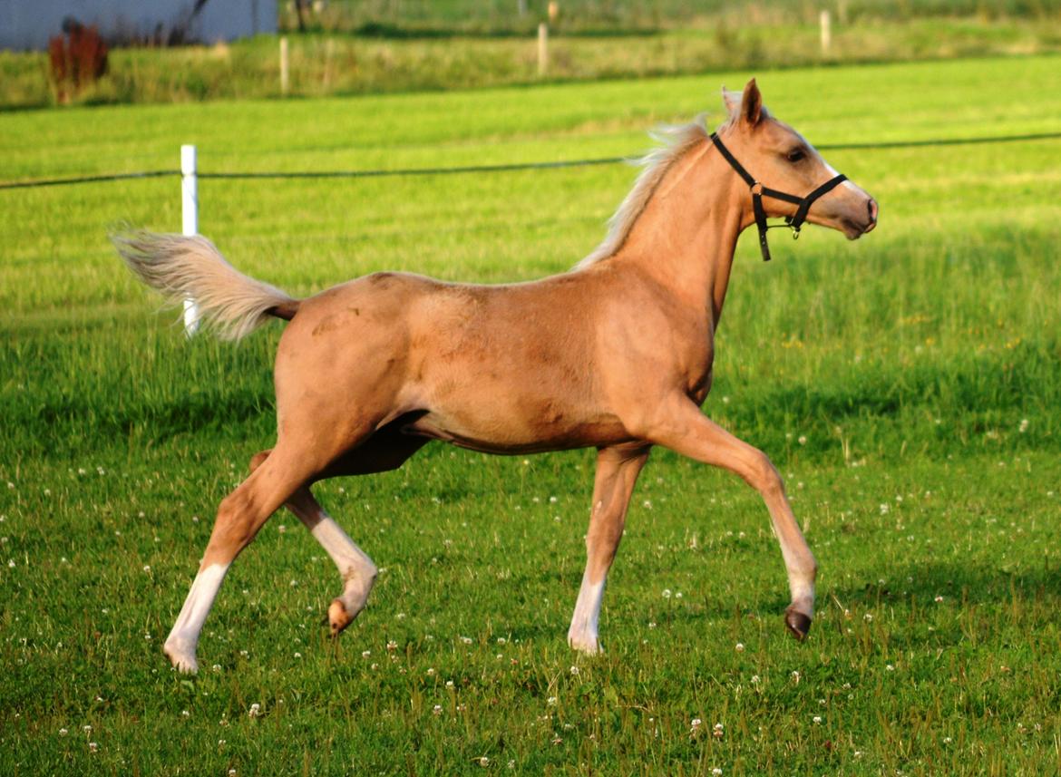 DSP Lykkebo Dirty Dancing billede 24