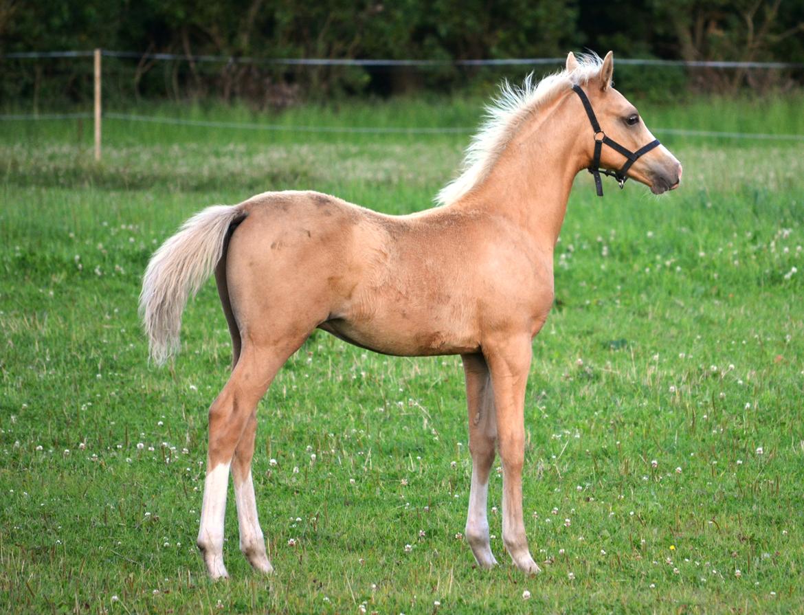 DSP Lykkebo Dirty Dancing billede 25