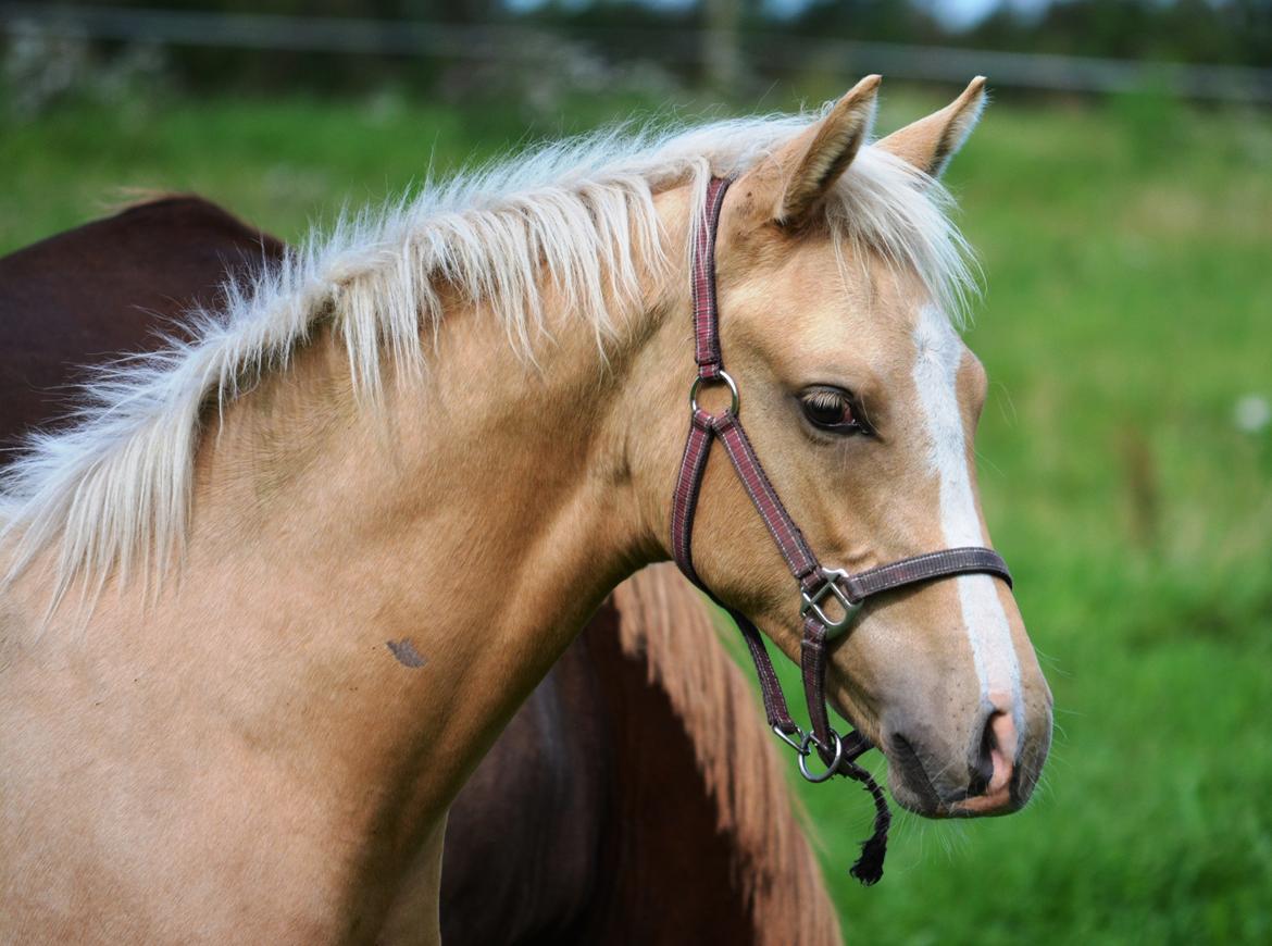 DSP Lykkebo Dirty Dancing billede 26