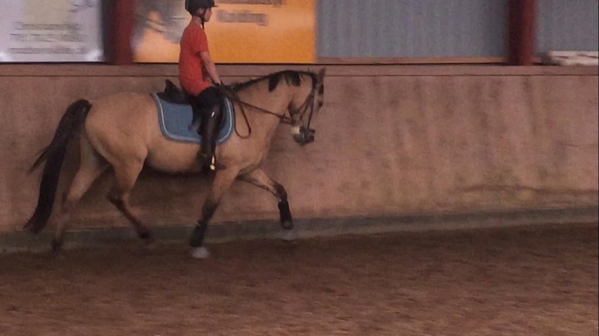 Tysk Sportspony Chic design Højgård billede 11