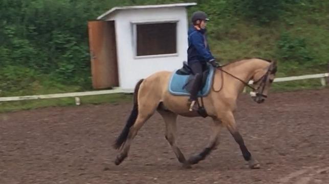 Tysk Sportspony Chic design Højgård billede 12